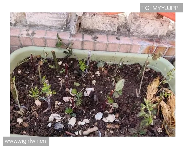 网球新手必看团队协作技巧与实用策略全面指南 网球新手必看团队协作技巧与实用策略全面指南